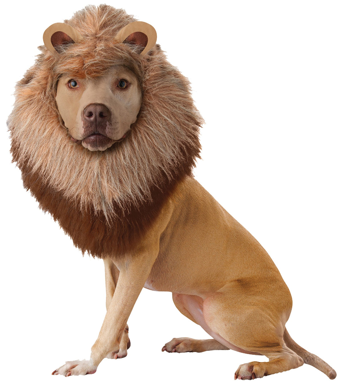Lion Dog Costume