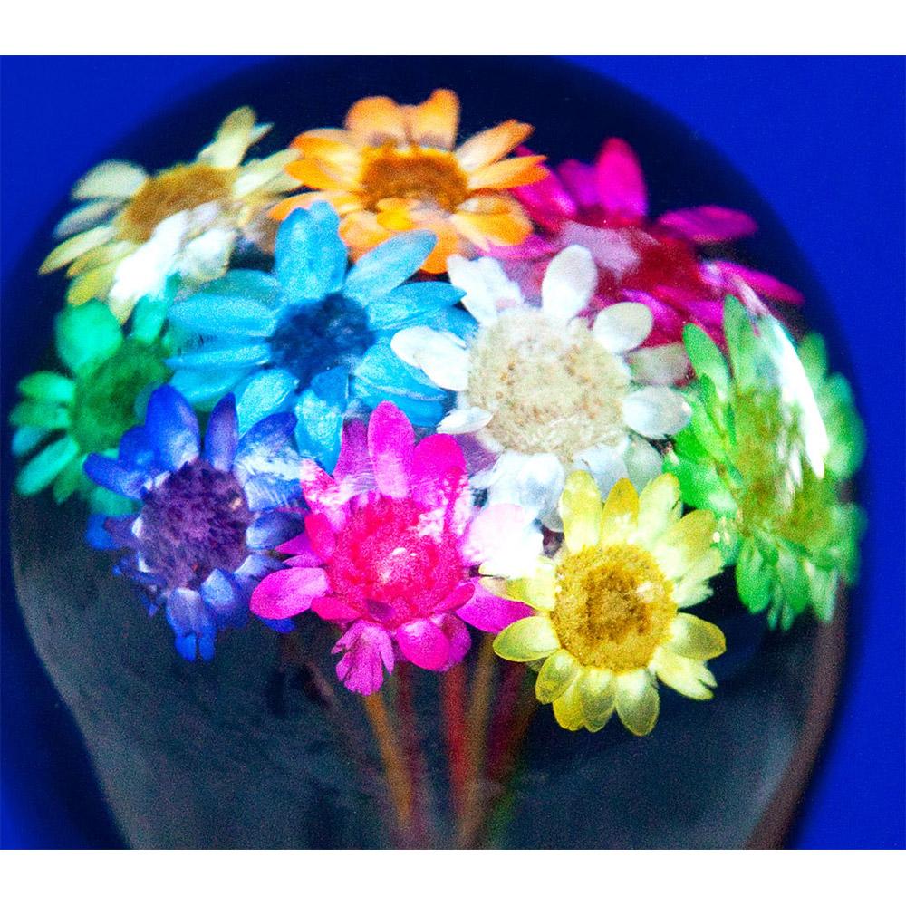 Real Dried Flower Clear Lucite Knob Stick: Beechwood Shaft