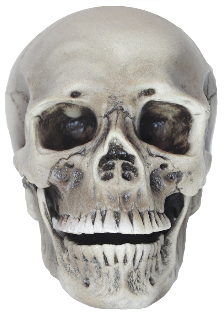 Realistic Rotting Skull