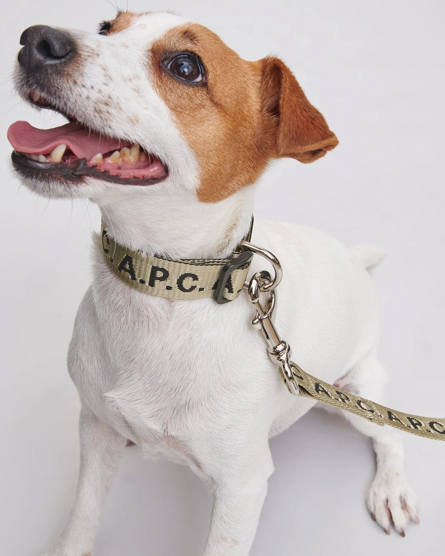Collar para perros A.P.C. Toutou