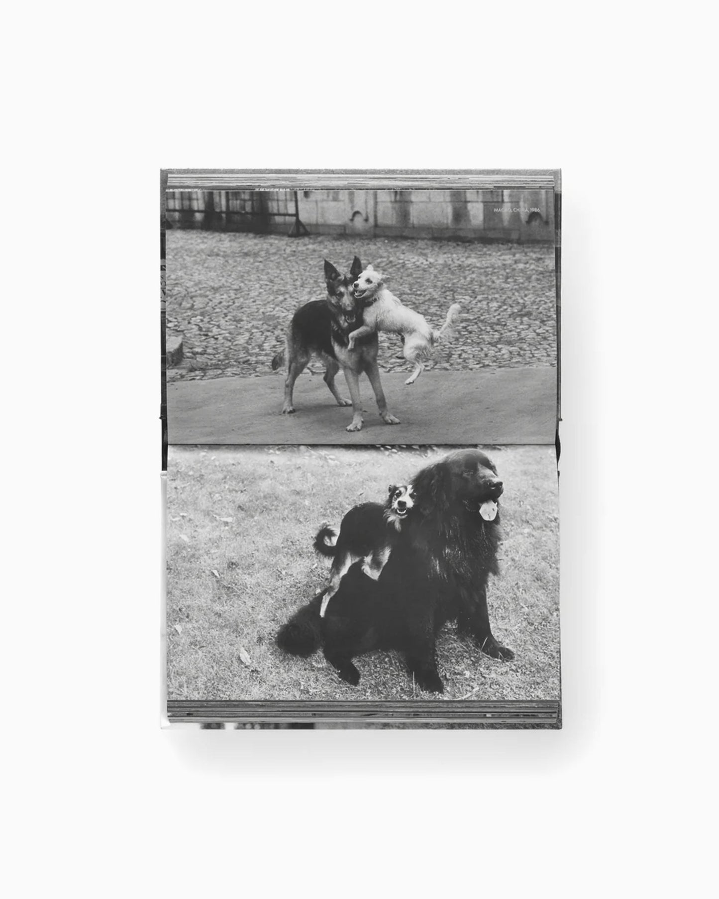 Phaidon Elliot Erwitt: Vida De Perros