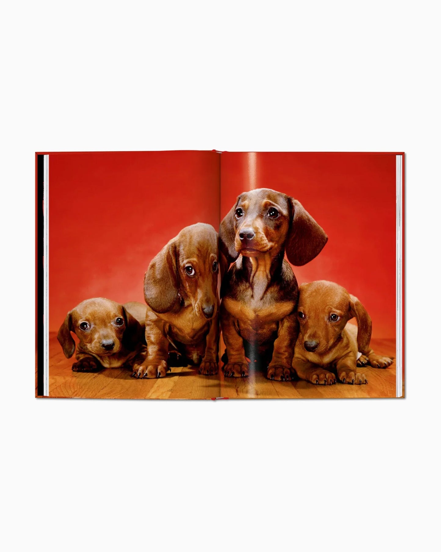Taschen Walter Chandoha. Dogs. Photographs 1941–1991