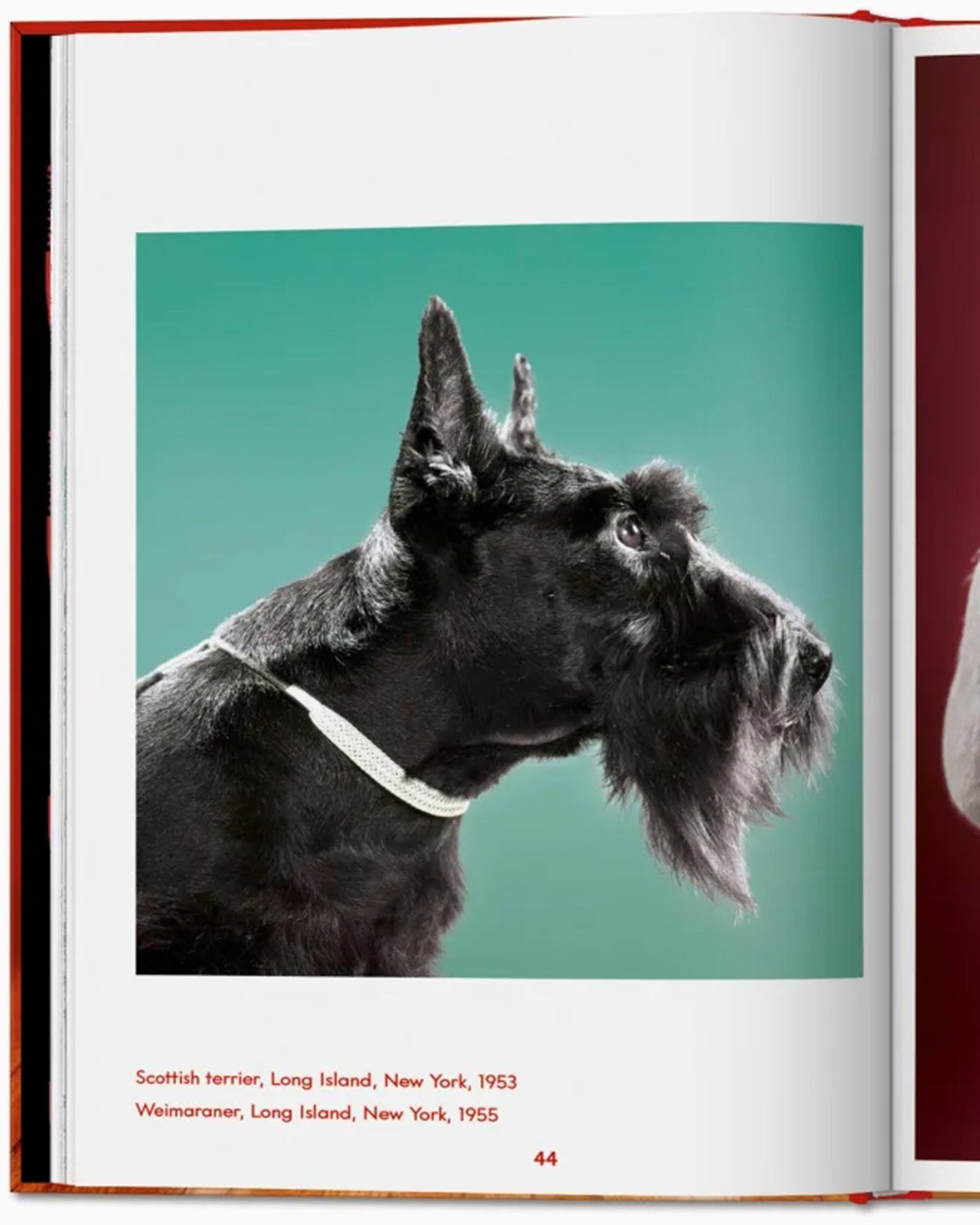 Taschen Walter Chandoha. Dogs. Photographs 1941–1991