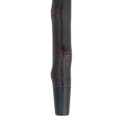 Curly Rams horn Handle Hiking Staff With Blackthorn wood Shaft