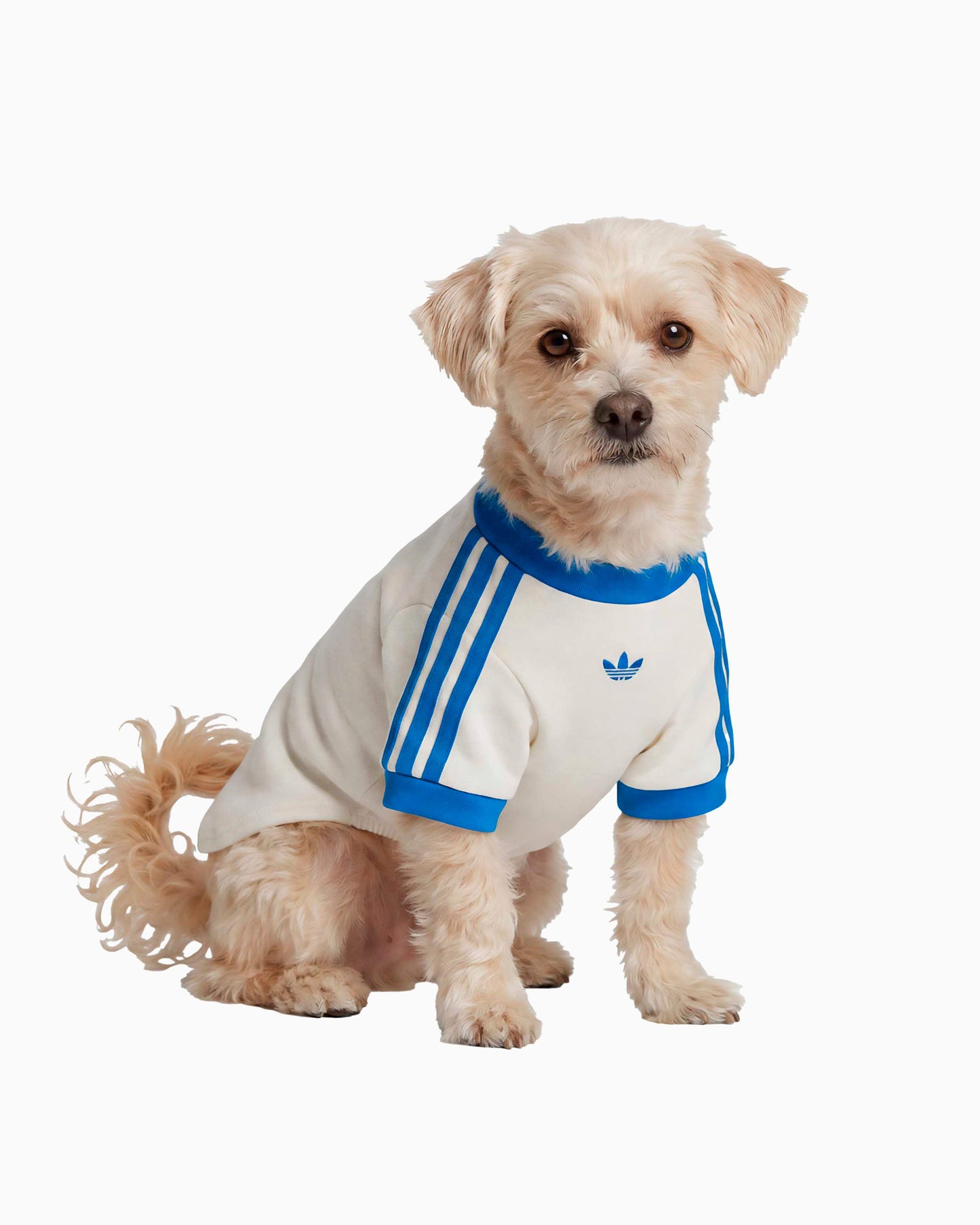 Camiseta para mascotas adidas Originals Cali