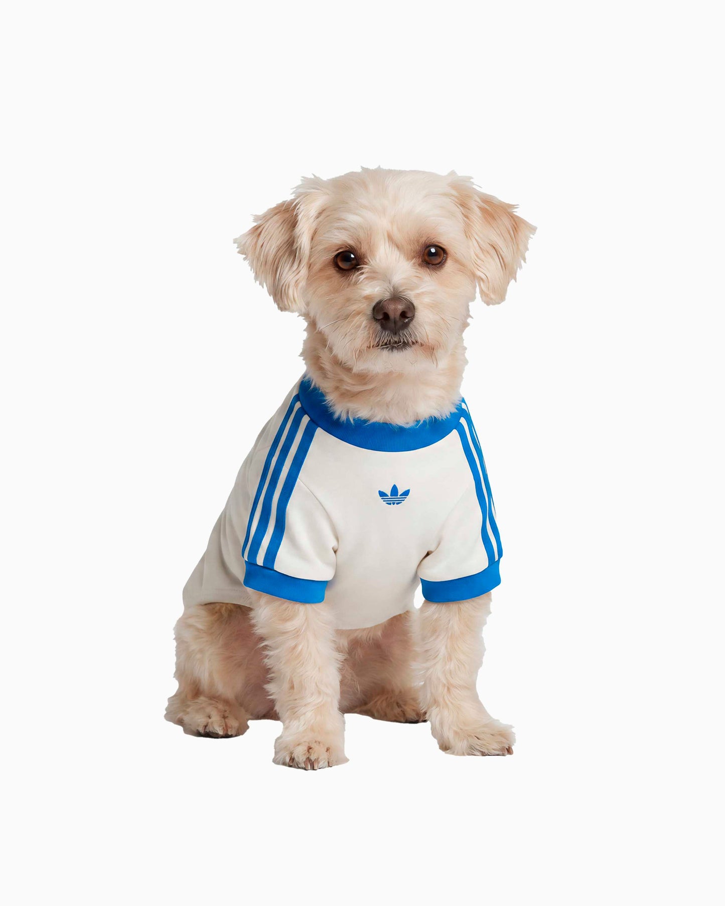 Camiseta para mascotas adidas Originals Cali